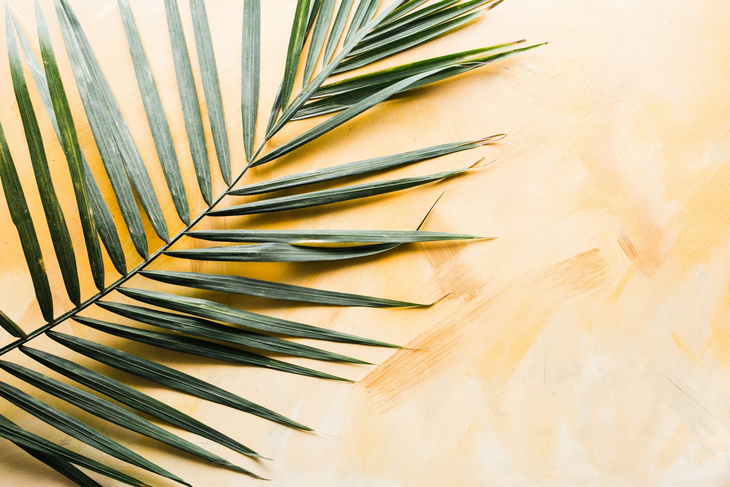 Palm leaf on yellow painted background